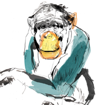 Ape