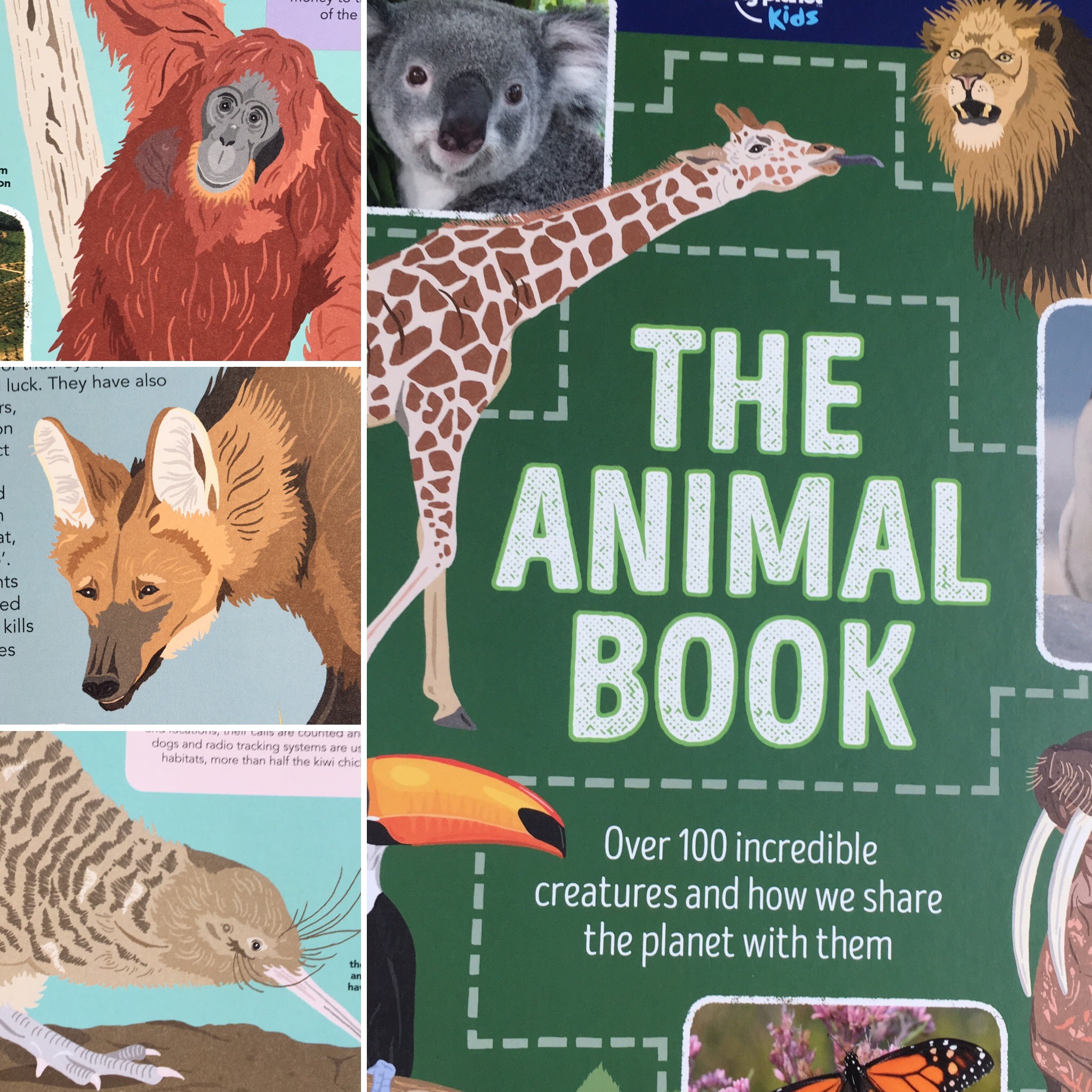 The Animal Book from Lonely Planet beautifully illustrated by Drawn Cooper  - The Artworks Illustration Agency