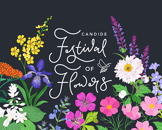 Dawn Cooper illustrates plants to encourage pollinators for Candide’s Festival of Flowers branding!
